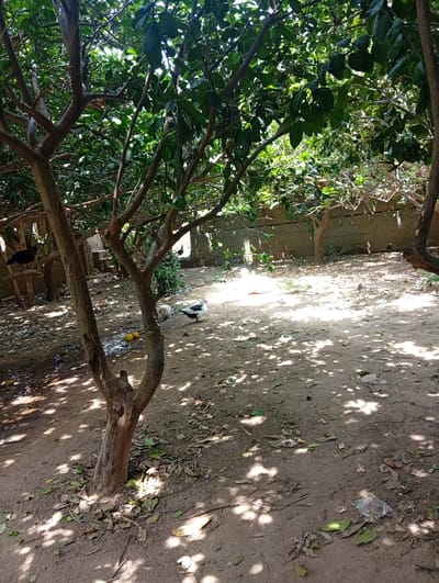 In the city of Azume, Nigeria, a domestic scene unfolds under the dappled sunlight filtering through the leaves of several trees. The ground is covered in dry soil and fallen leaves, with some scattered debris including a plastic bag. In the foreground, a multi-branched tree with rough bark stands prominently, its branches reaching outwards. To the left, a dark-colored chicken is perched on a wooden structure. Further back, near the center of the image, two ducks are present; one is white and the other is black and white. Two round, orange fruits, possibly citrus, lie on the ground near the ducks. A low, rough-textured concrete wall forms a backdrop across the scene, with more trees and vegetation visible behind it. The overall impression is of a somewhat unkempt but functional yard space.