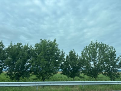 The image depicts a row of mature trees with dense green foliage lining a road. In the foreground, a metal guardrail is visible, and beyond that, a field of green crops stretches into the distance. The sky is overcast with soft, diffused light. The scene is static, with no people or ongoing actions apparent. This appears to be a rural landscape, consistent with the location of Polsko Padarevo, Bulgaria.