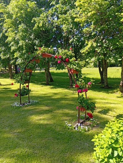 The image shows a garden arch decorated with potted plants and flowers. The arch is made of dark metal and is adorned with several brown pots holding green plants and pink and red flowers. Small white flowers are scattered at the base of the arch. The arch is situated on a lush green lawn with several trees in the background, casting shadows on the grass. Sunlight filters through the leaves of the trees, creating a dappled effect on the lawn. In the foreground, to the right, is a bright green shrub. The scene depicts a serene outdoor setting, possibly a backyard or a park in Dirvonėnai, Lithuania, given the context. There are no people or animals visible in the image.