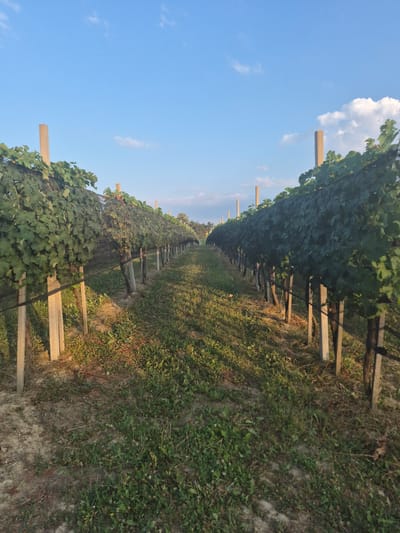 A vertical, medium shot captures a vineyard under a clear blue sky with scattered white clouds. The vineyard is organized in neat rows, with grapevines trained on wires and supported by wooden posts. The foliage of the grapevines is dense and green, creating a canopy over the path between the rows. The ground between the rows is covered in grass and dirt, with some fallen leaves and debris visible. The sun casts long shadows, indicating it is either early morning or late afternoon. The scene is peaceful and serene, with no people or animals visible. The image appears to be taken in the rural area of Bukvik Gornji, Bosnia and Herzegovina, a location known for its agricultural landscape and vineyards.