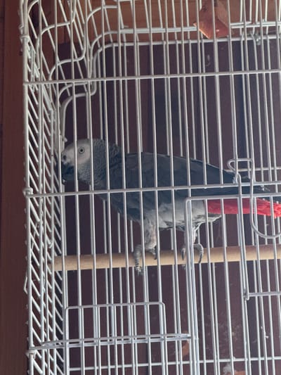 An African Grey parrot is in a white birdcage. The parrot is primarily grey with a white face and a red tail. It is standing on a wooden perch inside the cage. The cage bars are visible, as is the brown background behind the cage. The image does not provide information about the city of Подолино Ст, Russia.