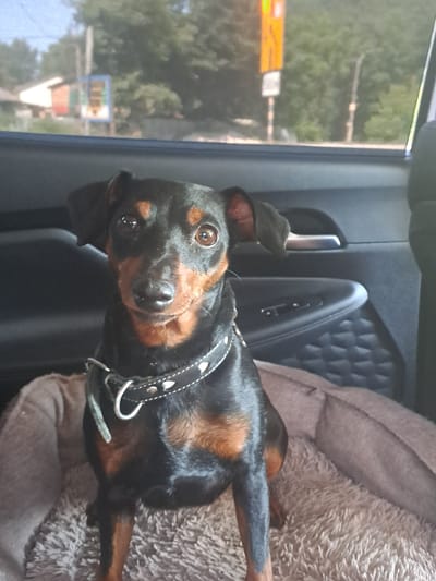 A small black and tan Miniature Pinscher dog sits in a car's backseat, facing the camera. The dog is wearing a black collar adorned with silver studs and heart shapes. It is positioned on a fluffy, light brown dog bed. The car's interior is visible, including the black leather door panel with a silver door handle and window controls. Outside the car, through the window, a blurry background shows trees and a house. The scene appears to be in the city of Karavaevo, Russia, based on the context provided.