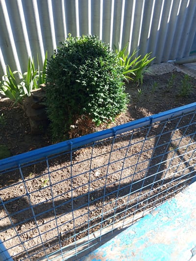 The image depicts a small garden bed with a dense, green shrub in the center. To the left of the shrub are several long, green leaves, possibly from a lily or iris plant. Behind the garden bed is a grey, corrugated metal fence. A blue metal wire fence runs across the foreground, partially obscuring the garden. The ground within the garden bed is dark soil with some dry leaves and small weeds. The overall scene appears to be an outdoor residential area. The location is Velykyi Sukhodil, Ukraine.