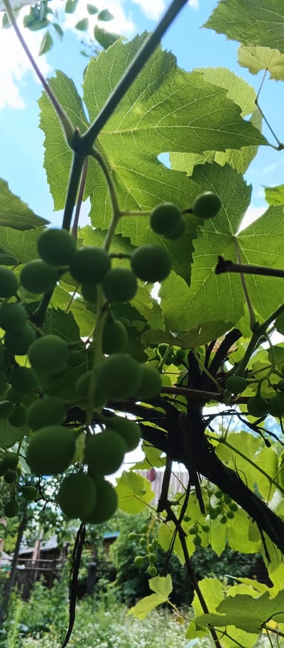 The image shows a cluster of unripe green grapes hanging from a vine. Large, green grape leaves are visible, backlit by the sun, with a blue sky and white clouds in the background. The vine appears to be growing outdoors, possibly in a garden or yard, with glimpses of greenery and a fence in the distance. The context of Popivka, Ukraine is provided. There are no people or animals visible in the frame.