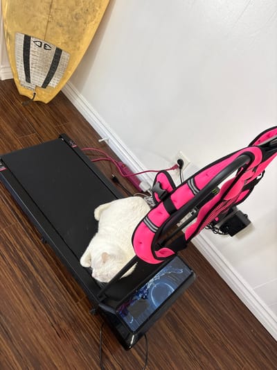 An overhead shot captures an indoor scene, likely within a home in Seal Beach, United States of America. The primary subject is a fluffy white cat, peacefully resting or sleeping on the black belt of a compact treadmill. The treadmill is equipped with bright pink resistance bands, suggesting a workout setup. On the treadmill's console, a tablet is displayed, showing an image of a celestial body, possibly a moon or planet, against a dark, cosmic background.
To the left of the treadmill, a yellowed surfboard with black and white grip pads is leaning against a white wall. The text "DE" is visible on the grip pad. The floor is made of dark brown hardwood, contrasting with the white baseboard and wall. In the background, a white wall features a power outlet with cords plugged in, and a pink power strip is visible on the floor, managing electrical connections for the exercise equipment. The scene conveys a relaxed atmosphere, with the cat comfortably occupying the exercise equipment.