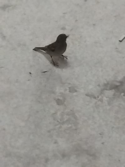 The image, captured in Pyli, Greece, depicts a small, dark-plumaged bird standing on a snow-covered surface. The bird is positioned slightly left of center, oriented towards the right. Its two visible legs support its body on the ground. The environment consists of uniformly white, textured snow with minor depressions and sparsely distributed dark specks, possibly debris. In the upper-right quadrant, a thin, elongated, light-colored object is partially visible on the snow. The scene is illuminated by diffuse ambient light, resulting in a predominantly monochrome, grey-white appearance. No human subjects, explicit actions beyond the bird standing, or direct interactions are present.