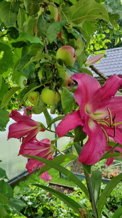 In the garden of Солнечная Поляна-3 Снт, Russia, a close-up shot captures a branch of an apple tree with several green apples, some showing slight red blushing. Adjacent to the apples, large, vibrant pink lilies with water droplets on their petals are in bloom. The lilies are positioned in the foreground, partially obscuring the apple branch. In the background, a greenhouse structure with a tiled roof and greenery is visible. The overall impression is of a lush, natural setting with fruit-bearing trees and blooming flowers.