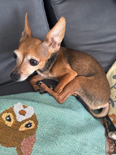 A tan chihuahua with large ears is curled up on a teal blanket with an owl pattern. The dog is resting on a dark gray couch, and a patterned throw is visible to the right. The dog's paws are tucked underneath its body, and it is looking to the left with its head slightly tilted. The lighting suggests it is daytime indoors. The location is not specified in the image.
