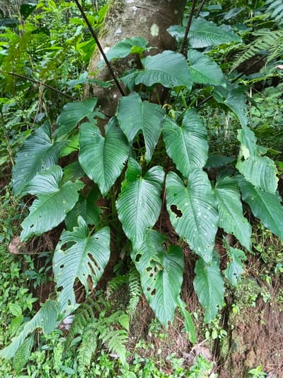 This close-up image captures a large, lush green plant with prominent foliage growing on the trunk of a tree within a dense natural environment, likely a forest or woodland in Chilanga, Zambia.
The primary subject is a climbing or epiphytic plant featuring numerous large, dark green leaves. These leaves are broadly heart-shaped to elongated, exhibiting distinct, somewhat parallel venation. Many of the leaves show signs of wear and tear, including multiple holes and ragged edges, suggesting natural damage possibly from insects or environmental factors. The plant's sturdy, dark, almost black stems are visible, securely attaching to the light brown and grey bark of the tree trunk.
Surrounding the base of the tree and intermingled with the main plant's foliage are various smaller green plants, including ferns, which contribute to the verdant and thriving ecosystem. The scene is illuminated by natural light, suggesting daytime, but the absence of harsh shadows indicates either an overcast sky or a heavily shaded location typical of a dense forest. There are no human activities, people, animals, or man-made objects visible in the frame, emphasizing the untouched natural habitat. No text is present in the image.