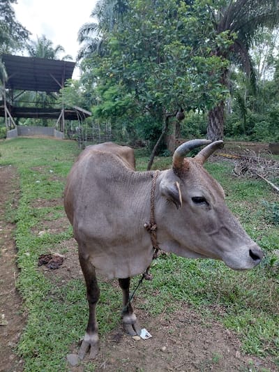 A light brown Zebu-type cow stands in a rural outdoor setting in Blang Pohroh, Indonesia. The animal, positioned with its body angled slightly left and head turned to the right, displays short, curved horns and a visible hump on its back. A braided rope is secured around its neck, forming a halter. The ground beneath the cow consists of dirt patches interspersed with green grass; a small white plastic object lies near its front left hoof. To the immediate left, on a dirt path, a pile of dark brown cow dung is visible. The background features dense tropical vegetation, including multiple palm trees and broadleaf trees. In the mid-ground on the left, an open-sided agricultural structure with a dark corrugated metal roof supported by wooden posts is visible, with a smaller fenced enclosure further behind it. The scene is illuminated by natural daylight.