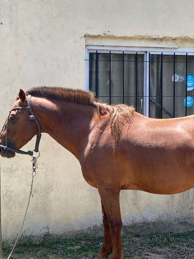 A chestnut horse with a short, dark mane stands near a light-colored building with a window and dark bars. The horse has a rope halter and lead rope attached. The ground is partially grassy. The horse's head is down, as if grazing or looking at something on the ground. The overall lighting suggests a bright, sunny day.