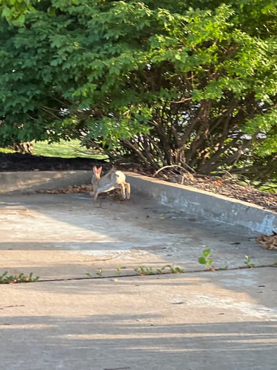 A rabbit is captured mid-hop on a paved surface, likely a sidewalk or parking lot, in Columbia, United States of America. The rabbit, predominantly brown and white with prominent pink ears, is positioned in the center-right of the frame, its hind legs extended as it moves away from the viewer. The foreground is a concrete expanse, showing the linear division of paving stones with small green shoots emerging from cracks. Beyond the paved area, a low concrete retaining wall borders a mulched area covered with dried leaves and shadowed by the dense green foliage of a large tree. The tree's branches and leaves dominate the upper portion of the image, dappled with sunlight. The overall lighting suggests late afternoon or early morning, with long shadows cast across the pavement.