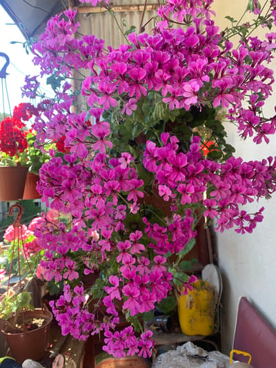 The image depicts a close-up view of vibrant fuchsia-pink geranium flowers cascading from a hanging planter. The flowers are densely clustered, with individual blossoms featuring delicate, five-petaled structures. The leaves are dark green and lobed, providing a lush backdrop to the blooms. In the background, out of focus, are other potted plants, including some with bright red flowers and others with pink blossoms. The scene appears to be an outdoor setting, possibly a balcony or patio, with elements of a rustic environment visible, such as corrugated metal siding and wooden structures. A yellow watering can and other miscellaneous objects are present on a surface below the planters. The lighting suggests it is daytime, with sunlight illuminating the flowers and casting some shadows. The location is identified as Yuada-Gulrypsh, Abkhazia. There are no people visible in the image, and no actions or interactions are depicted.