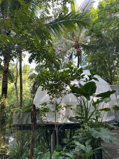The photograph captures a scene in Licin, Indonesia, predominantly featuring lush vegetation and a white geodesic dome structure. A coconut tree with coconuts is prominent on the left, surrounded by various other trees and plants. The dome is partially obscured by foliage. The base of the dome appears to be elevated on a structure made of dark-colored material, possibly wood or metal. The scene also includes a reflection in what seems to be a body of water at the bottom.