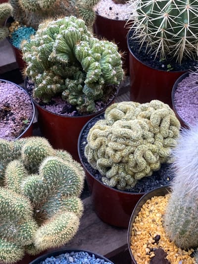 The image displays a close-up, high-angle view of multiple potted cacti and succulents, presenting a scene consistent with a plant nursery or collection, purportedly located in Santa Rosa, Argentina. No individuals, overt actions, or direct interactions are visible.
The scene comprises approximately nine distinct potted plants. Dominating the upper center is a large, vibrant green crested cactus, exhibiting convoluted, brain-like growth, contained within a dark red cylindrical pot filled with purple-tinted gravel. To its immediate right, another dark red pot holds a tall, columnar cactus with prominent, long white spines against a dark green body, set in black gravel. Below this, slightly right of center, a light yellowish-green crested cactus, intensely convoluted and resembling a human brain, occupies another dark red pot with black gravel.
In the lower-left quadrant, a cluster of numerous green, globular cacti with fine yellow spines fills a pot, partially obscuring a smaller pot below containing light blue gravel. To the right of this cluster, partially visible, is a cactus with dense, white, hair-like spines. Other visible pots contain various cacti and decorative gravels: one with pale pink gravel in the mid-left, one with white and black speckled gravel in the upper-right background, and another with bright yellow gravel in the lower-right foreground. The pots are primarily dark red or dark brown, uniform in style. The underlying surface appears to be a diffuse, dark, possibly wooden or ground material. The lighting is even, suggesting an overcast day or shaded environment.