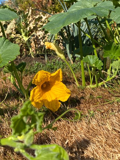 A bright yellow squash blossom, covered in water droplets, lies on a bed of dry grass and straw. The blossom, which appears to be male, is in the foreground and center of the image. Three small black ants are visible inside the blossom. In the background, large green squash leaves and stems are present, along with some dried vegetation. The scene appears to be outdoors in a garden setting. The location is Courpière, France.