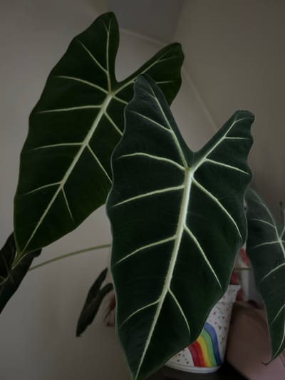 A close-up, low-angle, indoor shot focuses on the dark green leaves of an Alocasia plant, likely a 'Polly' variety, distinguished by their prominent, creamy white veins. The leaves are large and arrowhead-shaped, with a velvety texture visible in the lighting. One leaf, in the foreground and slightly to the right, is sharply in focus, displaying its intricate venation. Behind it, another leaf is partially visible, larger and slightly out of focus to the left. Further back and to the right, parts of other leaves are present, with one showing some water droplets.
The plant is housed in a decorative pot visible at the bottom center, which features a colorful rainbow design with small floral accents. To the right of the pot, a smooth, tan-colored object, possibly a shoe or bag, is partially visible. The background consists of a plain, light-colored wall that tapers towards the ceiling, creating a soft, out-of-focus backdrop that emphasizes the plant's foliage. The lighting is dim, casting subtle shadows and highlighting the texture of the leaves.
This image was taken in Tczew, Poland.