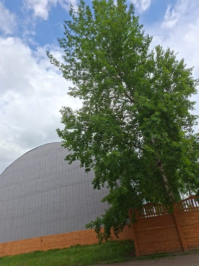 A low-angle shot depicts a tree with lush green leaves reaching towards a partly cloudy sky, possibly in Zhabinka, Belarus. The lower portion of the frame reveals a building with a curved grey wall, bordered by an orange brick wall and green grass. A wooden fence with a trellis pattern is also visible.