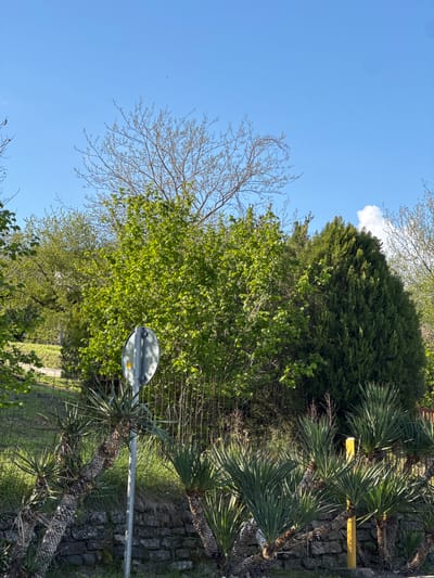 The image presents an outdoor scene under a bright, clear blue sky, with a small white cloud visible in the upper right portion. The overall impression is one of a sunny day, likely in early spring, given the mix of bare branches and new, vibrant green foliage.
The scene is dominated by various types of vegetation. On the left, a deciduous tree with fine, bare branches reaches upwards, suggesting it is either dormant or just beginning to leaf out. Below and slightly to its right, a dense cluster of bright green deciduous trees or bushes, covered in fresh, small leaves, forms a prominent part of the midground. Behind these, a taller line of dark green evergreen trees (likely conifers) creates a backdrop, stretching across the upper right. To the right of the central greenery, several palm-like plants with textured trunks and long, spiky fronds are visible, standing next to a rough stone wall. A metal wire fence runs horizontally through the midground.
Man-made elements include a metallic grey pole, possibly a street light or signpost, with a small yellow reflective detail, positioned in the lower-middle of the image. Further right, above the stone wall, a bright yellow railing or barrier is present. The ground features grass and some uneven terrain.
No human activity or individuals are depicted. The strong sunlight and clear sky indicate it is likely midday or early afternoon. The location is specified as Kazachiy Brod, Russia. No legible text is visible in the image.