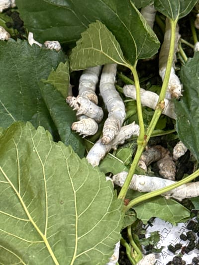 This is a close-up, overhead shot of silkworms feeding on mulberry leaves in Nam Ban, Vietnam. The silkworms are a pale, creamy white color and are curled and segmented, with visible heads and prolegs. They are surrounded by large, green mulberry leaves, some of which appear to have been partially eaten. The leaves are arranged haphazardly, with some overlapping and others creating shadows. The background is dark and out of focus, but appears to be composed of more leaves and possibly some debris. The lighting is natural and appears to be from an overhead source, creating soft shadows.