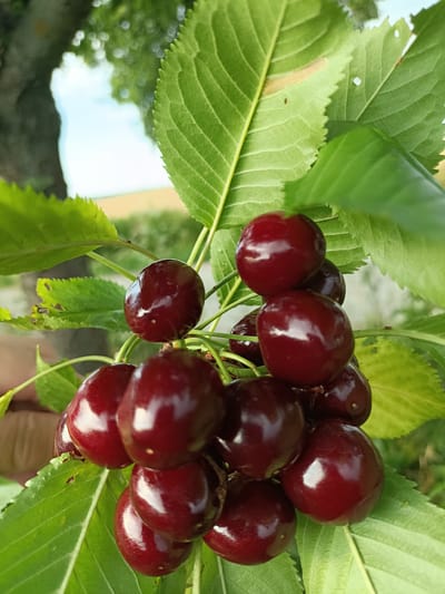 The image shows a close-up of a cluster of ripe, dark red cherries hanging from a branch with green leaves. The cherries are plump and glossy, reflecting the light. Some of the leaves show signs of minor damage, such as small holes or brown spots. The background is blurred but suggests an outdoor setting with a tree trunk on the left, foliage, and a hint of a field and sky in the distance, indicating a sunny day. The shallow depth of field focuses attention on the cherries. No people are visible, but a hand can be seen in the lower left corner, suggesting someone might be reaching for the fruit. The overall impression is one of freshness and abundance, typical of a fruit orchard in season. The location context is Gartz (Oder), Germany, and the time of day is likely daytime, given the lighting. There is no visible text in the image.