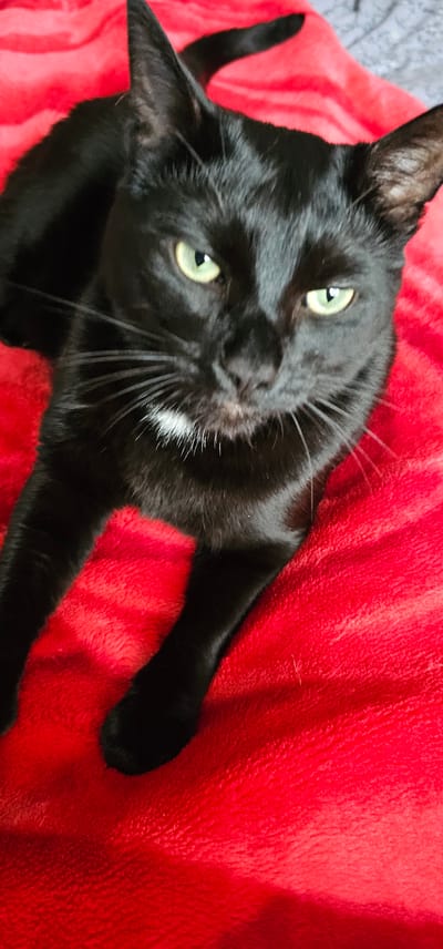 A black cat with green eyes is lying on a red blanket. The cat is looking directly at the camera. The blanket is soft and fluffy. The background is blurry, but appears to be a bed. The image is taken in a dimly lit room. The cat has a small patch of white fur on its chest. The cat's whiskers are long and white. The cat's tail is curled up behind it.
