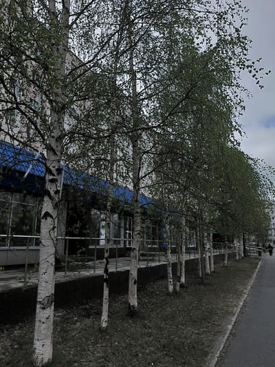 The image, rotated 90 degrees clockwise from its intended orientation, captures a daytime scene in Nadym, Russia, featuring a row of birch trees alongside a paved road and a multi-story building under an overcast sky.
In the foreground and midground, several birch trees display their characteristic white, papery bark and delicate branches with sparse, light green leaves, indicating early foliage. Behind the trees, a utilitarian-style building with numerous windows is partially visible, featuring a distinctive blue section that appears to be a roof or facade element.
To the right of the trees (when oriented correctly), a wide, paved road with a visible curb runs parallel to the treeline. A strip of dry, sparse grass separates the trees from the road. In the distance along the road, a solitary, indistinct human figure is seen walking away from the camera. The sky is uniformly cloudy or overcast, suggesting a cool or mild day. No discernible text is visible within the image.