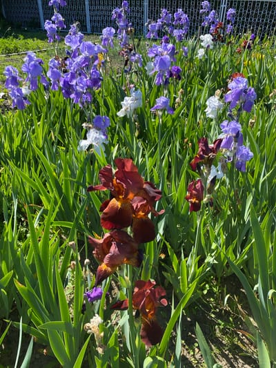 A ground-level, eye-level shot captures a flower bed in Wielka Wieś, Poland. Irises, primarily purple and burgundy with some white, bloom amongst long, green leaves. The foreground features the burgundy irises, while purple and white flowers are situated behind them. A white, decorative metal fence runs parallel to the flower bed on the left side. Sunlight illuminates the scene.