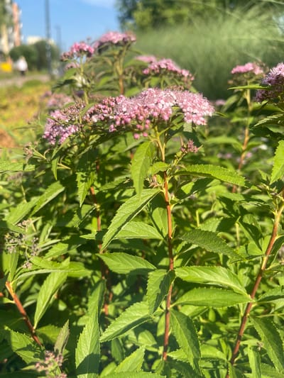 This is a close-up, vertical, outdoor photograph of a flowering shrub with small pink blossoms and green leaves. The shrub's branches are reddish-brown. In the background, out of focus, is a blue sky and hints of urban buildings, suggesting a park or garden setting within a town or city. The lighting indicates it is daytime, likely sunny given the shadows and bright highlights on the leaves. There is no text visible in the image. The focus is entirely on the plant, with the background providing a blurred context of an outdoor, possibly semi-urban environment. The overall impression is one of natural beauty in a developed area.