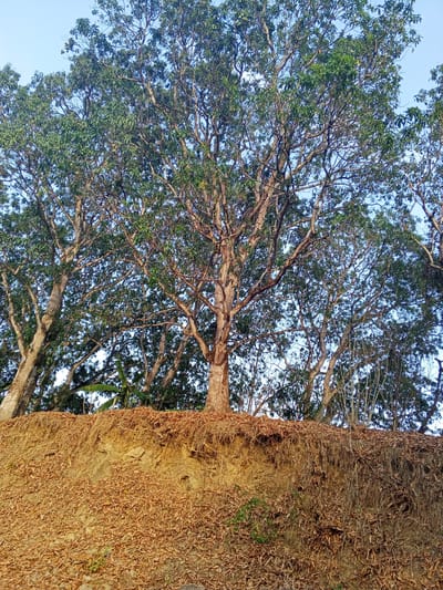 The image depicts a group of trees growing on a steep, eroded embankment covered with fallen leaves. The trees have light-colored trunks and dense canopies with green leaves. The sky is visible through the branches. The embankment is a mix of soil and decaying leaves, with visible roots and soil layers. The location is presumably Los Leoncitos, Venezuela, although there are no specific markers to confirm this other than the location in the prompt. There are no people or specific objects of forensic interest visible in the image.