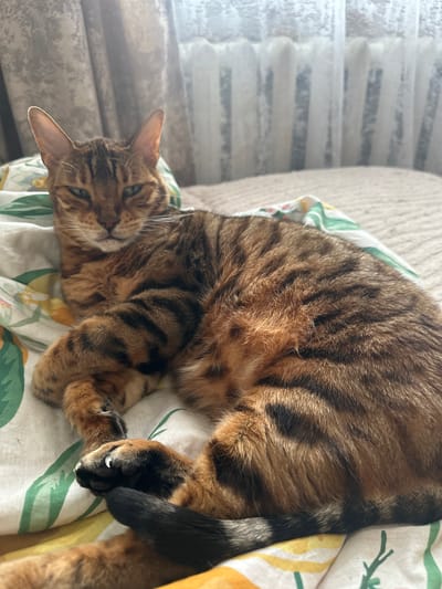 A Bengal cat with brown and black tabby markings is lying on a bed with a patterned duvet. The cat is facing the camera with its eyes slightly narrowed. Its paws are resting on the duvet, and its tail is curled around its body. In the background, there are curtains and a textured wall. The scene appears to be indoors.