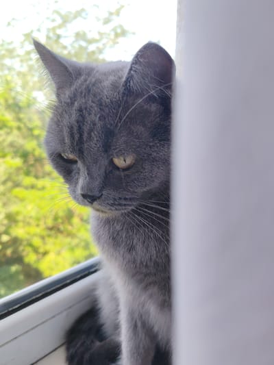 A close-up, portrait-style, eye-level shot features a gray cat sitting on a white windowsill, with its head and shoulders visible as it looks down and to the left. The cat's fur is short and dense, with subtle darker stripes visible on its back and sides. Its eyes are yellow, and its gaze is directed downwards, suggesting it is observing something below or contemplating. The cat's whiskers are long and white, fanning out from its muzzle. The background consists of lush green foliage, blurred by the shallow depth of field, indicating an outdoor environment. The light appears to be natural daylight, casting a soft glow on the cat. The scene is set on a windowsill that is part of a building, likely a residence, given the domestic animal and windowsill setting. There are no people visible in the image, and the focus is solely on the cat and its immediate surroundings. The image does not contain any information about the city of Loris, Russia, or any other specific geographic location.