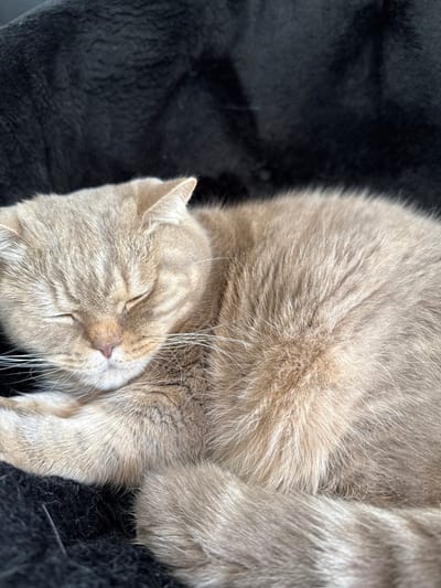 A light brown cat with closed eyes is sleeping curled up on a black furry surface. The cat's fur is a light brown with subtle darker tabby markings on its face. Its whiskers are long and white. The background is out of focus and appears to be a continuation of the black furry surface. The lighting suggests an indoor environment. The image is a close-up shot, focusing on the cat. There are no people visible in the image. The location is not specified in the image.