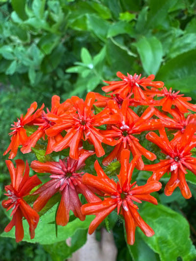 A close-up, eye-level shot features a cluster of vibrant orange flowers with delicate, elongated petals and wispy white centers. The flowers are in focus, with a soft-focus background of lush green foliage, suggesting a natural outdoor setting. Some petals exhibit a slightly darker, reddish hue, and a few small water droplets are visible on the petals and leaves, indicating recent rain or dew. The flowers are arranged in a somewhat scattered but dense grouping, with individual blooms pointing in various directions. The overall impression is one of natural beauty and vibrant color in a garden or natural landscape. The location is identified as Подолино Ст, Russia.