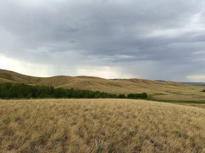 This is a landscape photograph of rolling, golden hills under a cloudy, overcast sky. The foreground is dominated by dry, tall grass, suggesting a warm or dry season. In the middle ground, a line of dark green trees runs horizontally across the image, separating the grassy foreground from the undulating hills behind them. The hills are a muted golden-brown, with shadows indicating their contours. In the distance, the landscape appears flatter, with a hint of darker hills or mountains on the horizon.
The sky is filled with heavy, gray clouds, and faint streaks of rain are visible falling in the middle distance, suggesting a passing shower or the edge of a storm. The overall mood is serene and somewhat dramatic due to the stormy sky. The light is diffused, typical of a cloudy day, and it's difficult to determine the exact time of day, though it appears to be daytime.
There are no people or man-made objects visible in the scene, emphasizing the natural and wild character of the landscape. The location, identified as Imeni Tel'mana Nomer Tretiy, Kazakhstan, suggests a rural or steppe environment. The scene conveys a sense of vastness and the raw beauty of nature, possibly experienced during a time of transition or atmospheric change. There is no visible text in the image.