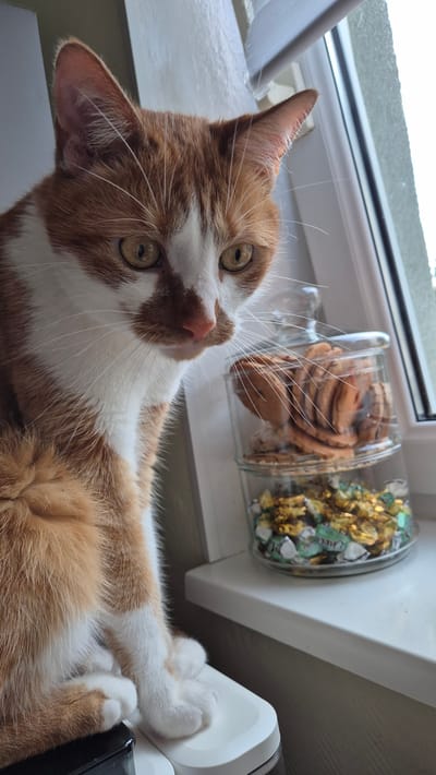 A ginger and white cat is lying on a windowsill, with its head turned towards the camera. The cat has large, round eyes and prominent whiskers. Behind the cat, there are two glass jars filled with cookies and candies. The window behind the cat is partially covered by a sheer curtain, and outside the window, the sky appears overcast. The scene appears to be indoors, possibly a home, given the presence of the cat and the domestic setting. The cat's relaxed pose and direct gaze suggest a sense of curiosity and comfort.