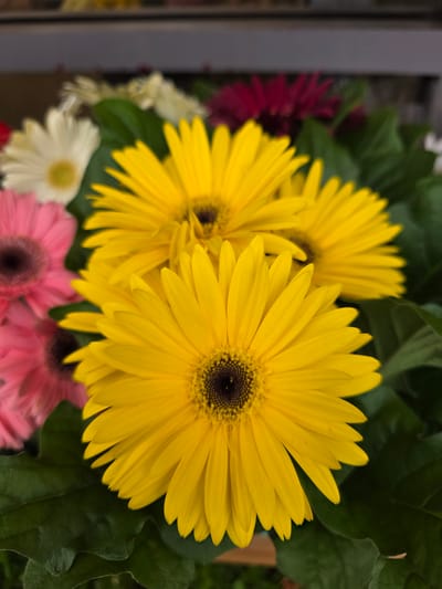A close-up, eye-level, vertical shot showcases a bouquet of bright, yellow gerbera daisies as the primary subjects. The focus is sharp on the central yellow flowers, with their dark centers and vibrant petals. Partially visible in the background are other gerbera daisies in shades of pink, white, and dark red, along with lush green leaves. The overall impression is one of a floral display, possibly in a shop or at an event. The image does not contain any discernible elements that would suggest a specific location in Claremorris, Ireland.