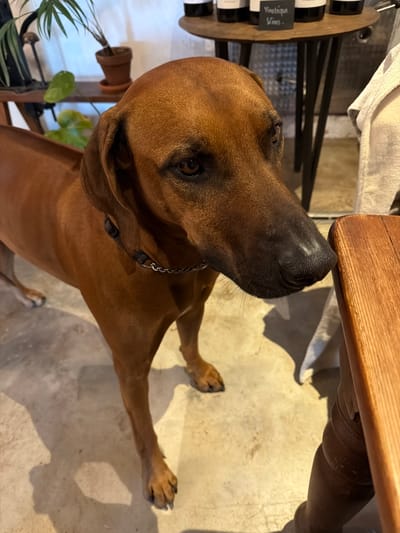 The image displays a close-up, high-angle shot of a medium to large-sized dog, likely a Rhodesian Ridgeback, with a short, reddish-brown coat. The dog is wearing a silver chain collar and stands on a light-colored concrete floor. Its head is turned upwards and slightly to the left, with its black snout positioned near the underside of a rustic wooden table or counter. The dog's dark eyes appear attentive, suggesting it is observing something intently or perhaps sniffing the table's edge.
The scene is set indoors, possibly within a cafe, shop, or tasting room, consistent with the location context of Theewaterskloof Nu, South Africa. To the left of the dog, a wooden display stand holds multiple small bottles, likely wine bottles. A small chalkboard-style sign on this stand prominently reads "Vinetique Wines." A green plant in a terracotta pot is partially visible near the display. The wooden table features carved details on its legs, and shadows are cast on the concrete floor, indicating an indoor light source. The dog's posture and gaze convey curiosity or anticipation.