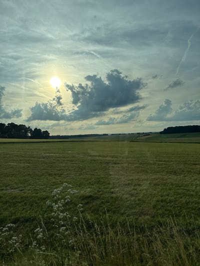 This is a photograph of a wide, grassy field in Niederwetz, Germany. The sun is shining brightly through a cloudy sky, casting rays of light and creating shadows. There is a line of trees in the distance to the left, and a forested hillside to the right. In the foreground, there are several tall, white wildflowers and blades of grass. The overall impression is a rural landscape during daytime.