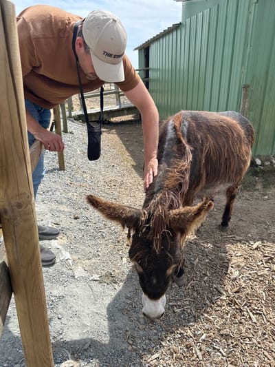 In Gonneville-la-Mallet, France, a man wearing a brown t-shirt, blue jeans, and a beige baseball cap is interacting with a brown donkey. The man is leaning over, with his right hand gently petting the donkey's head. The donkey is facing the ground, appearing to eat or sniff something on the gravelly surface. In the background, a green corrugated metal building is visible, suggesting an agricultural or animal enclosure setting. The ground is covered in a mixture of gravel and wood chips. A wooden fence post is prominent in the foreground to the left of the frame. The scene is illuminated by natural daylight.