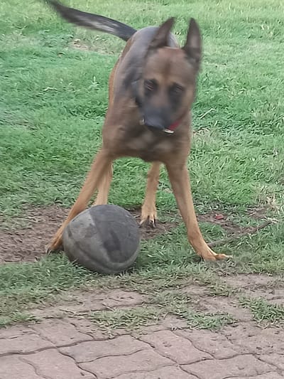 A Belgian Malinois dog is in a grassy yard with a ball at its feet. The dog is standing with its front paws on either side of the ball. The dog is brown and black with pointed ears. The ball is gray and appears to be made of rubber. The yard is mostly green grass with some patches of dirt. There is a paved area in the foreground. The image was taken in Amarillo, United States of America.