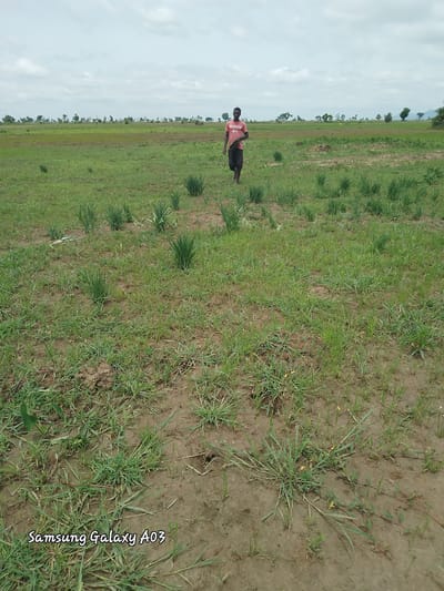 A young man, wearing a red t-shirt with the word "IMPACT" visible, and dark shorts, walks across a wide, open, and slightly uneven grassy field. The field is a mixture of short green grass and patches of exposed brown soil, indicating a potentially recently worked or naturally sparse area. In the distance, the field stretches towards a line of trees and vegetation under a cloudy sky. The landscape appears rural and undeveloped, consistent with the outskirts of a settlement. The man is walking towards the viewer's right, holding a dark object, possibly a tool or container, in his left hand. The image includes a timestamp/watermark in the bottom left corner, reading "Samsung Galaxy A03".
