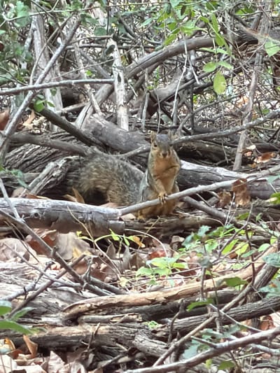 A squirrel is perched on a branch in a wooded area. The squirrel is facing the camera and appears to be looking directly at it. The squirrel is brown and has a bushy tail. The background is a dense collection of branches and leaves, suggesting a natural environment. The image was taken in Aliso Viejo, United States of America.