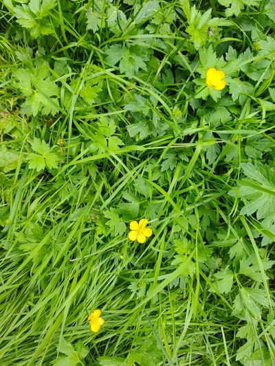 This is a close-up, top-down, full-frame shot of a patch of grass and foliage, featuring three small yellow buttercup flowers. The grass is lush and green, with long blades overlapping and creating a textured foreground. Interspersed with the grass are the lobed leaves of other plants, also predominantly green. The buttercups, each with five petals, are scattered throughout the scene, adding pops of bright yellow. One buttercup is in the upper right quadrant, another near the center, and a third in the lower left. There is a small fly visible on a leaf in the upper right quadrant, near one of the buttercups. The scene appears to be a natural outdoor environment, likely a meadow or park in Putilkovo, Russia, given the context. The lighting is natural and diffused, suggesting an overcast day or shaded area. No people are present in the image.