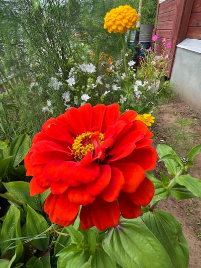 The image is a close-up, eye-level, vertical shot of a vibrant red zinnia flower in bloom. The flower has multiple layers of bright red petals and a prominent yellow center. To the left of the zinnia, lush green leaves are visible, some showing small water droplets. In the background, a cluster of smaller white flowers and feathery green foliage create a soft backdrop. Further in the background, a tall stalk with a large yellow zinnia flower is seen, along with other colorful flowers like pink petunias. A rustic wooden structure, likely a shed or fence, is on the right side of the frame, next to a silver-colored barrel or bin. The ground appears to be a mixture of soil and dirt. The setting appears to be a garden in Дресвяново, Russia, characterized by the presence of flowers and rustic outdoor elements. There are no people or animals visible in the image.