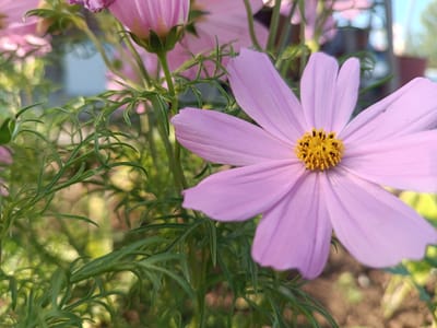 In a garden setting in Alexandrovskoe, Russia, a close-up shot captures a pink cosmos flower in bloom. The flower's delicate, pale pink petals radiate outwards from a vibrant yellow center. The intricate details of the flower's stamen are clearly visible. Surrounding the bloom are the finely cut, green leaves of the plant, creating a soft, natural backdrop. The background is blurred, suggesting a sunny day with dappled light, hinting at other plants and possibly a structure in the distance. A tiny black ant is visible on one of the green stems, adding a subtle element of life to the scene.