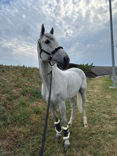 A dappled grey horse, wearing a black halter and black leg wraps with white fleece lining, stands on a grassy area with a slight incline to its left. The horse is facing right, its head turned towards the viewer. In the background, a dark brown building with a curved, corrugated roof is visible. To the right of the building, a tall, grey metal pole stands upright. The sky is overcast with scattered clouds. The ground is covered in dry and green grass, with scattered small white flowers. The location appears to be an outdoor equestrian facility.