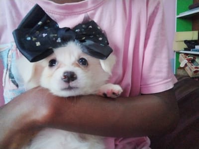 In Iyafin, Nigeria, a close-up shot captures a small, white puppy adorned with a large black bow on its head. The puppy, held by an individual whose dark-skinned arm is visible in the foreground, is looking directly at the camera with bright eyes. The puppy is wearing a pink t-shirt with a graphic print on the front. In the background, a green shelf unit is visible, stocked with various items, including boxes and what appear to be cushions. The overall scene suggests a domestic setting.