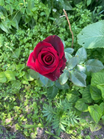 A close-up, overhead shot captures a single, deep red rose in full bloom, its petals unfurling in a spiral pattern. The rose is the central subject, set against a backdrop of lush, green foliage. The leaves are varied in shape and size, some broad and veined, others small and rounded, interspersed with delicate green stems and a few dry twigs. The ground below the rose is covered with a mix of soil and low-lying green plants. The lighting suggests it is daytime, with soft shadows indicating natural light. The scene appears to be a garden or natural outdoor setting. There are no people or animals visible in the image. The specific location in Liutizh, Ukraine, is not visually discernible from the image itself.