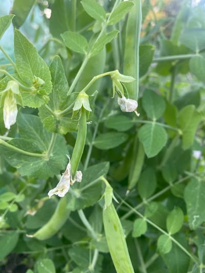 The image displays a close-up view of a pea plant with several developing pea pods and withered white flowers. The plant is lush with green leaves and vines. In the foreground, a prominent pea pod is visible, hanging downwards. To its left, another pod is partially obscured by leaves. Higher up on the plant, a developing pod emerges from a cluster of leaves and a small, dried flower. More leaves and pods are scattered throughout the frame, indicating a healthy plant. The background is softly blurred, suggesting an outdoor setting, possibly a garden in Vălcineț, Moldova. The overall impression is one of growth and the early stages of fruit development in a natural environment.
